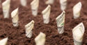 money sprouting from dirt